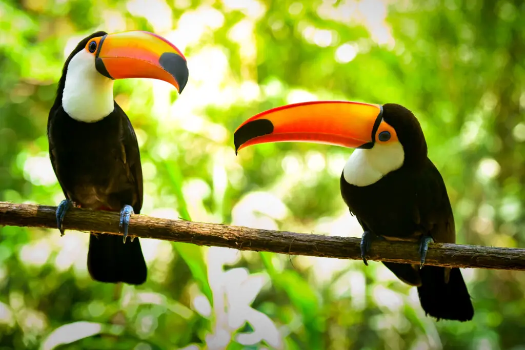 Toco Toucan