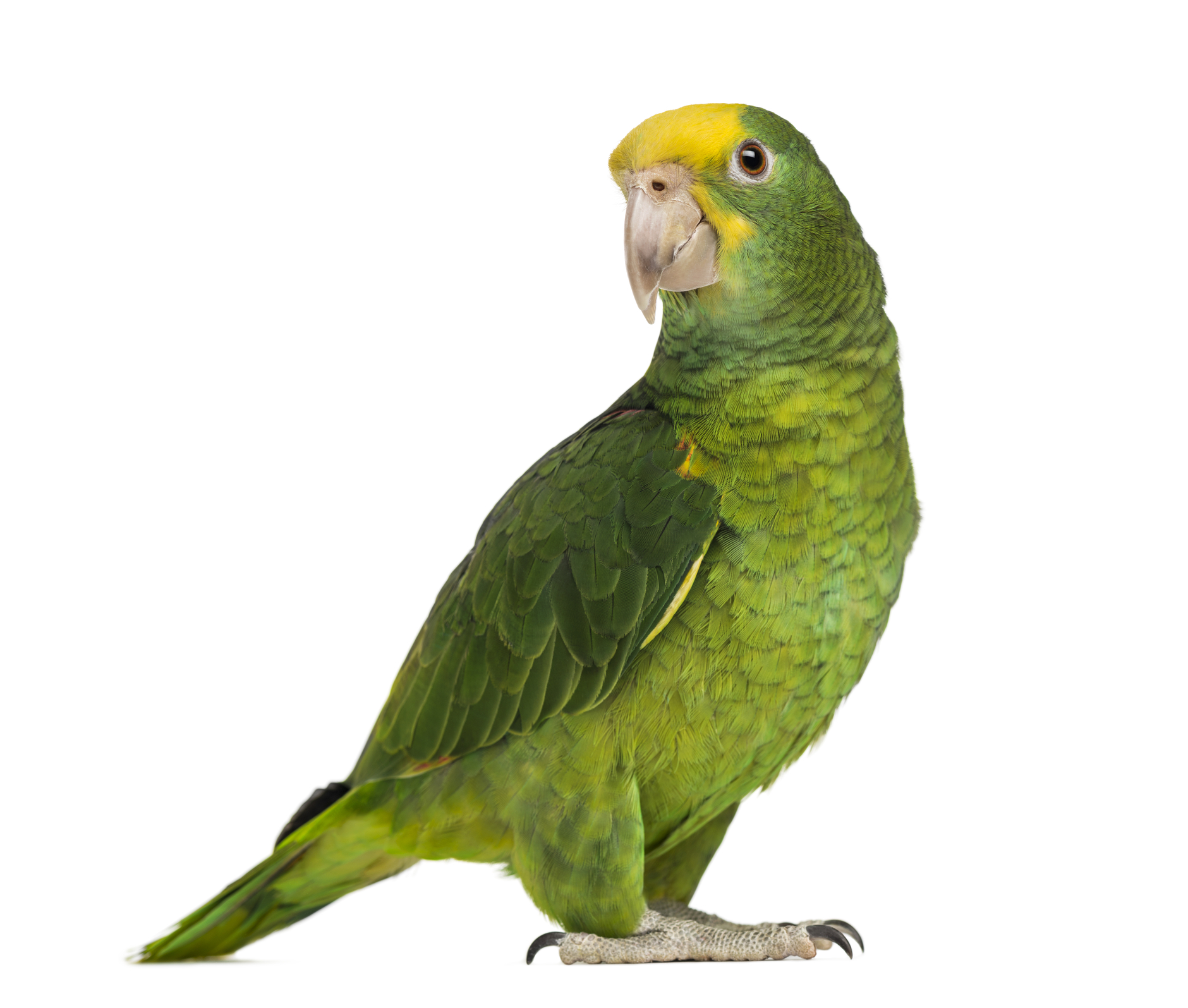 Yellow-headed Amazon