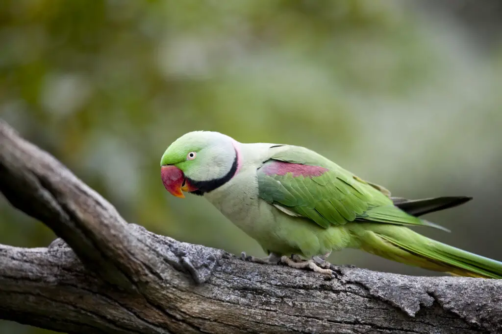 alexandrine parrot