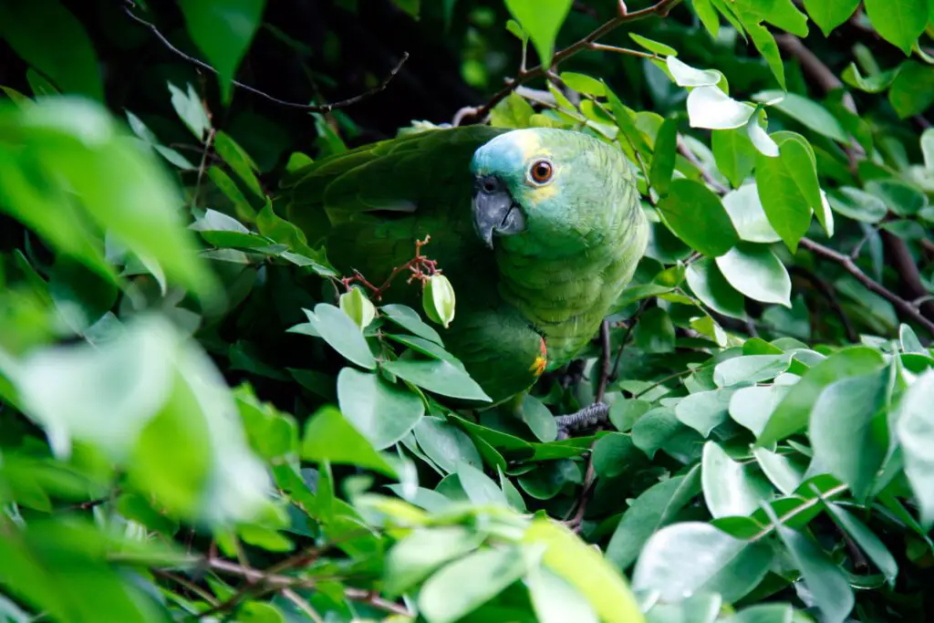 Blue Fronted Amazon