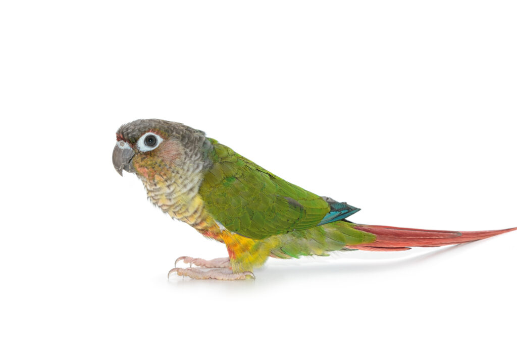 Green cheeked conure, green cheek conure