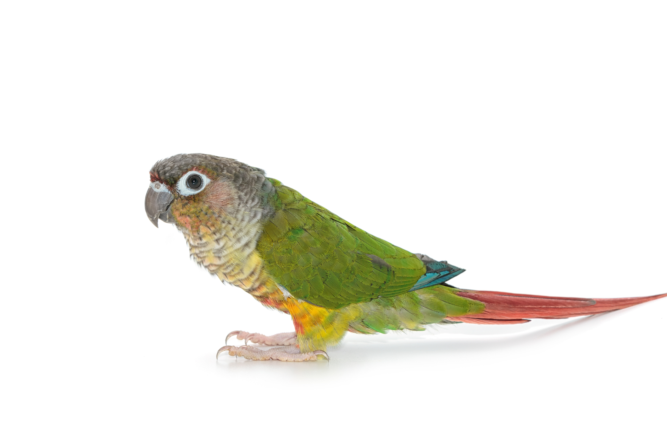 Green cheeked conure, green cheek conure