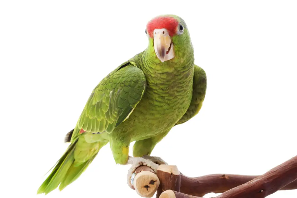 Mexican Red Headed Amazon Parrot