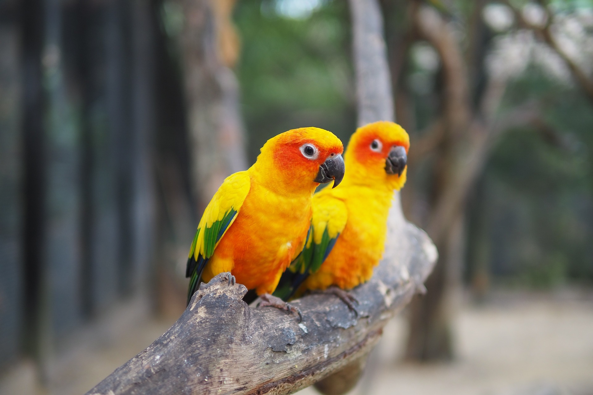 Sun Conure