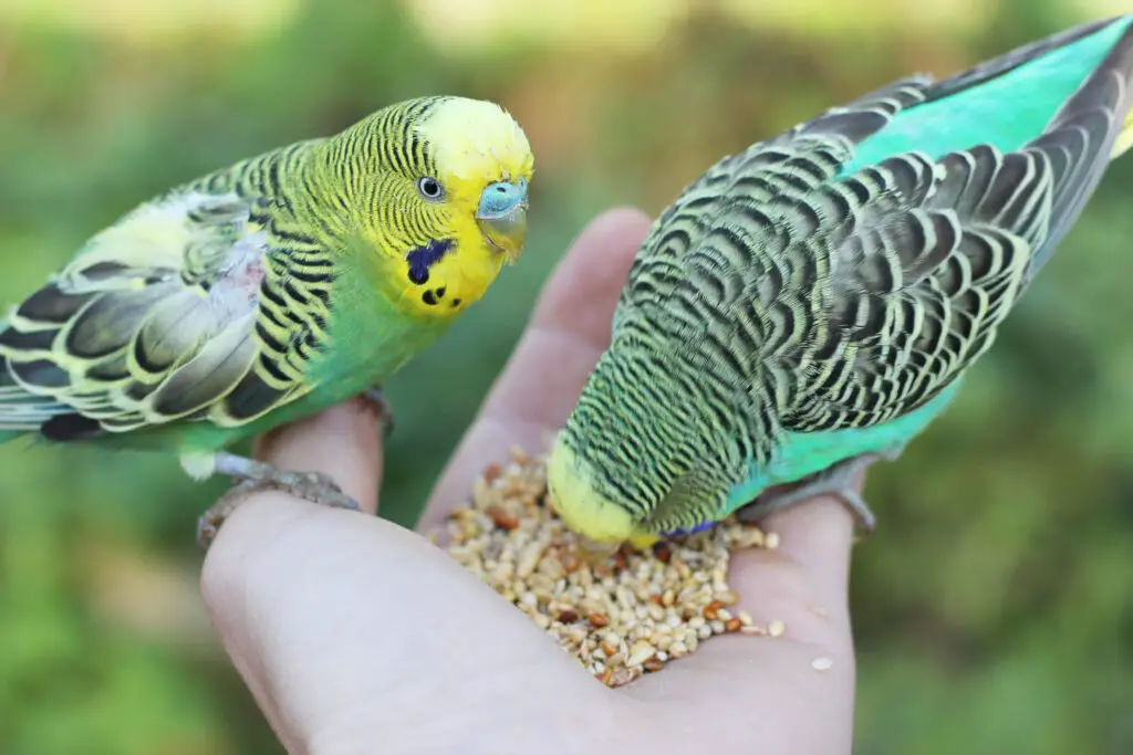 Parakeets eating from a hand