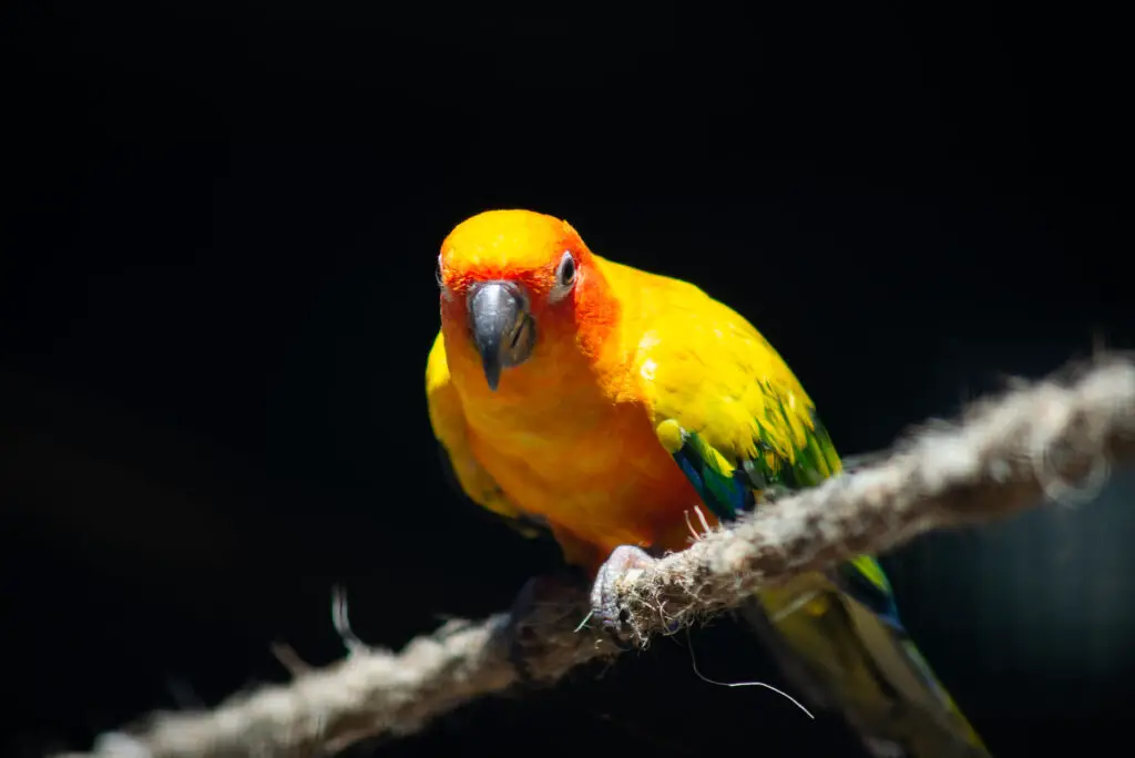 close up image of a sun conure on a rope