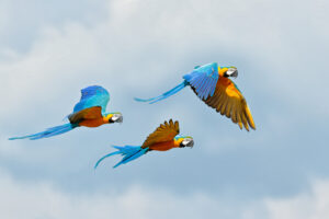 Macaws Flying through the air