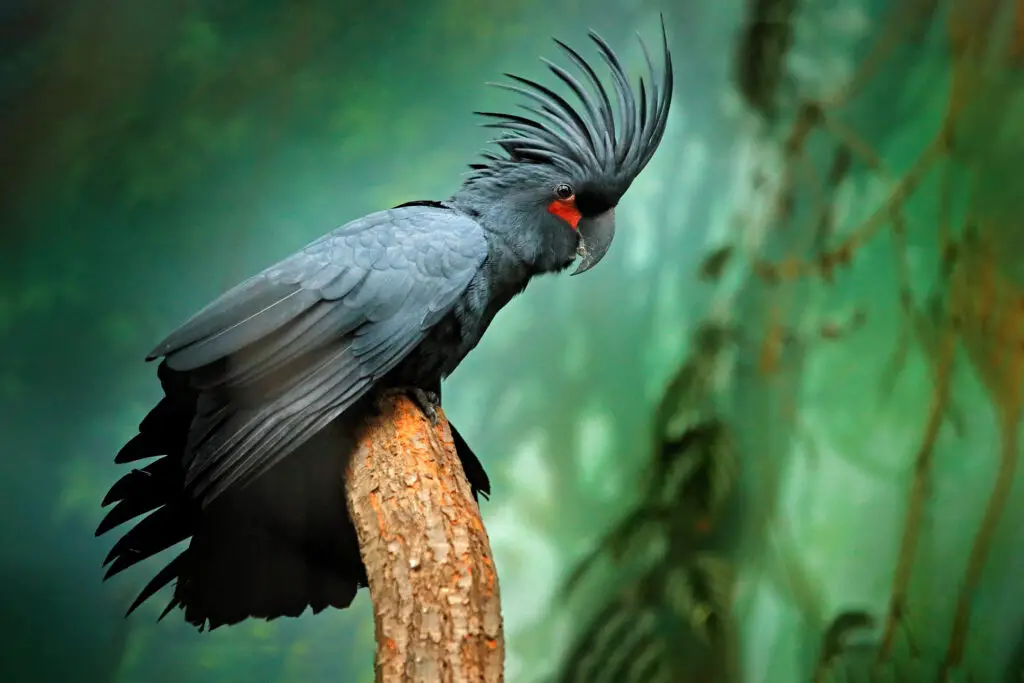 Palm cockatoo perched on a branch