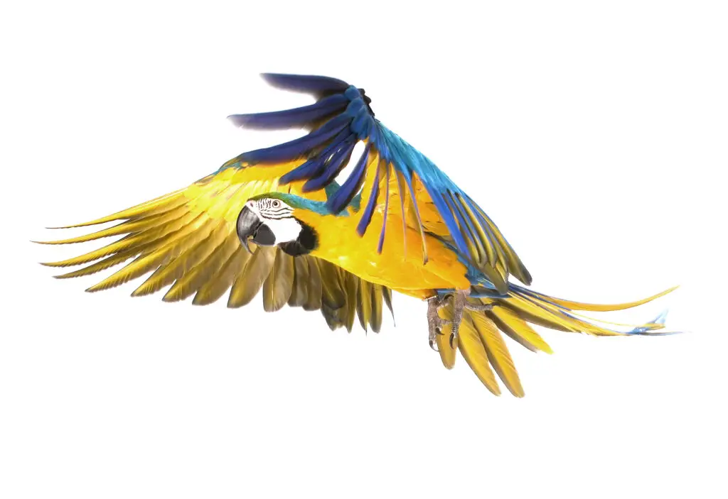 Macaw flying with a white background