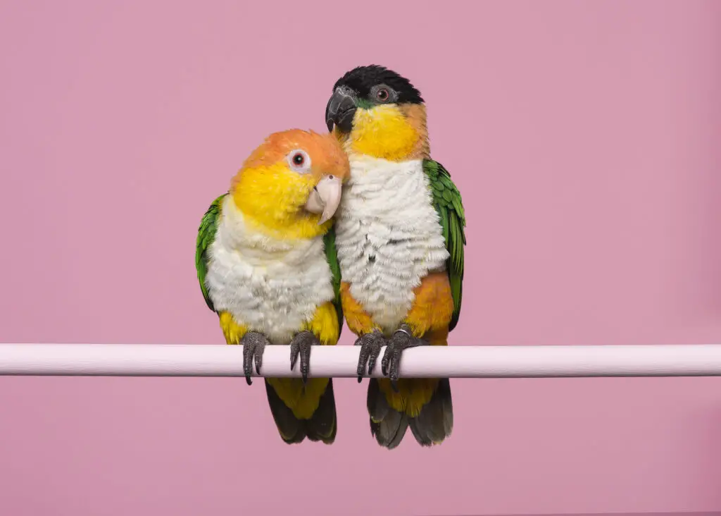 A white bellied and black headed Caique perched on a pole