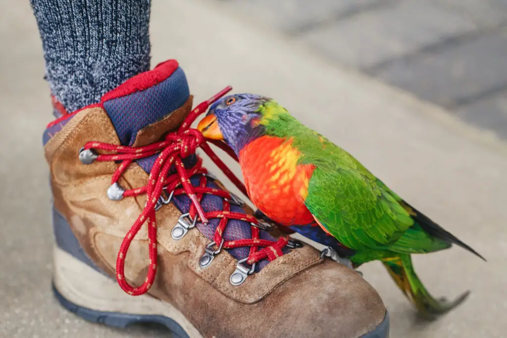 Parakeet biting a shoelace