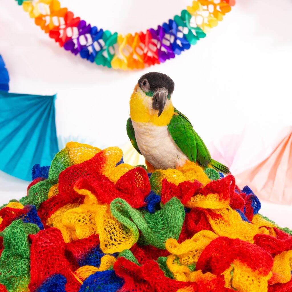 black-headed caique in a party setting