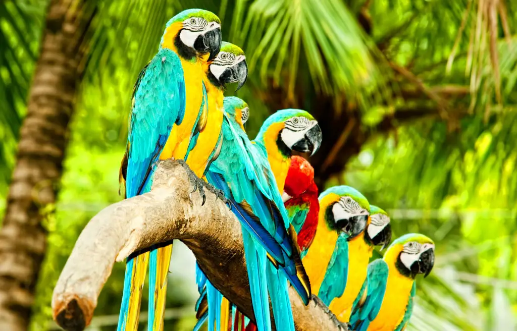 Macaws perched on a branch in the wild
