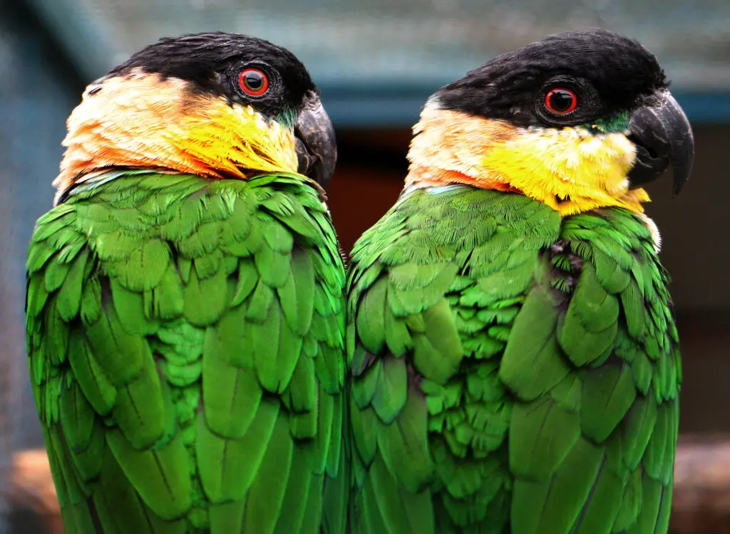 two black-headed caiques looking back at the camera