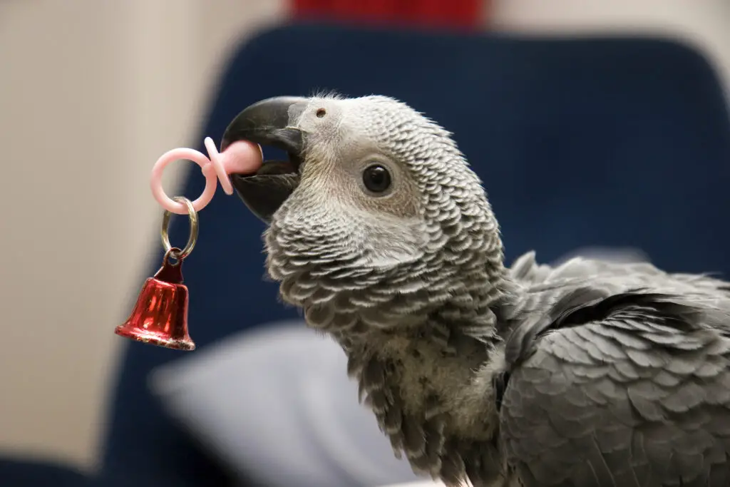 baby african grey parrot playing with a bell