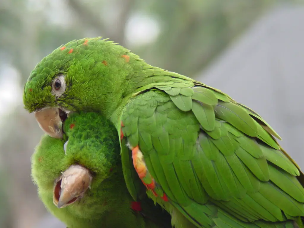 Two parrots showing affection