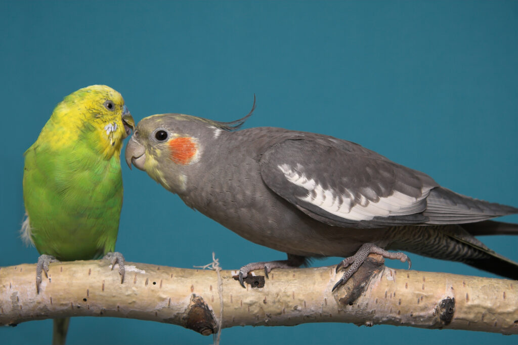 two parakeets showing affection