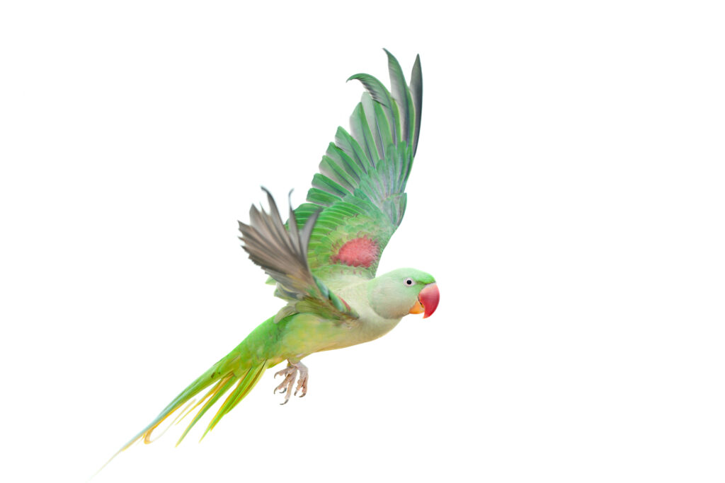 Indian ringneck flying through the air with a white background