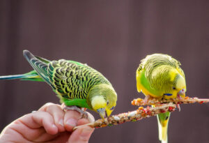 Parakeets on a stick eating