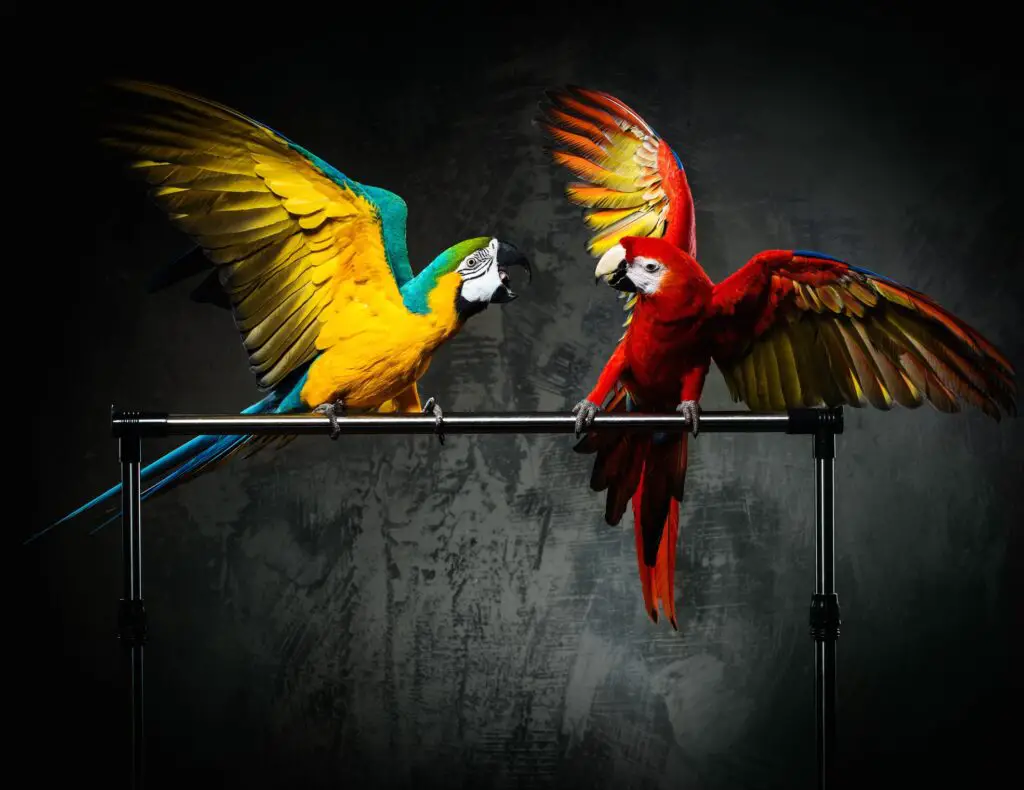 two macaws fighting in their habitat