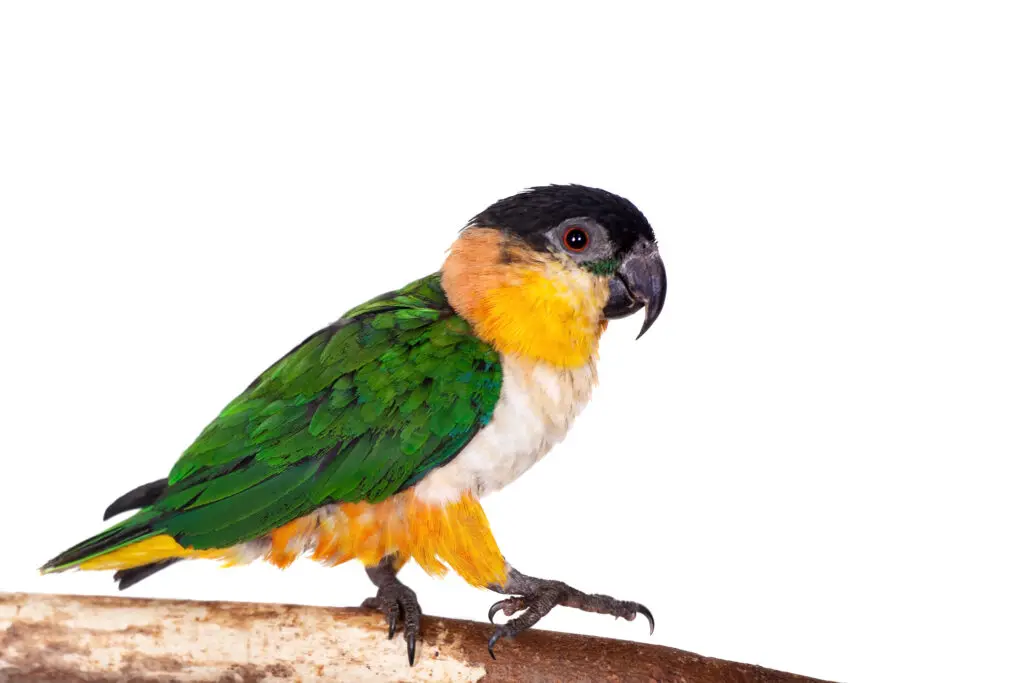 Black headed caique perched on wood