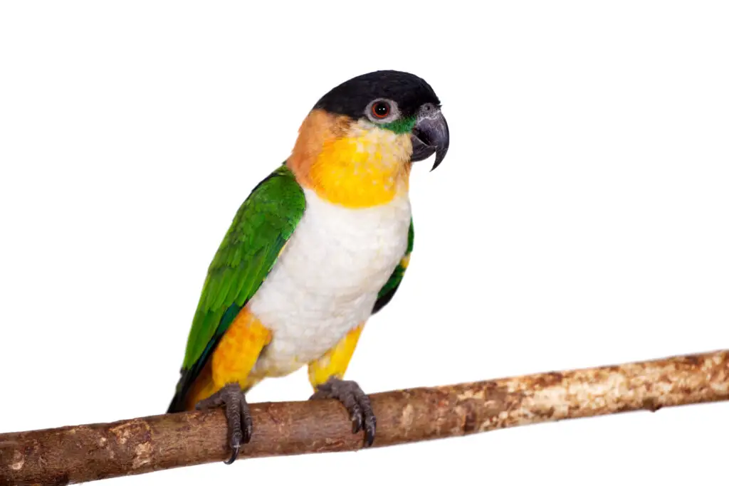 black-headed caique perched on a stick