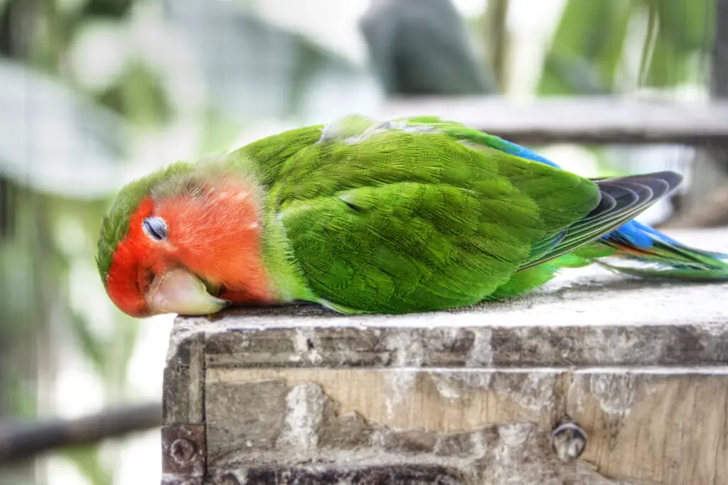 Parakeet sleeping