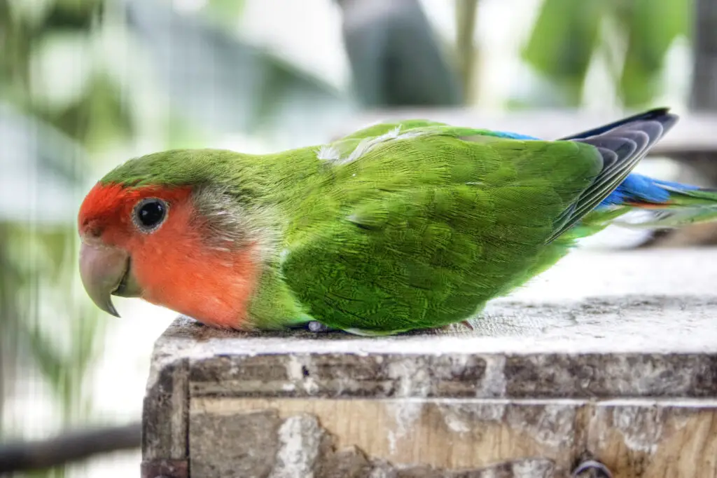 Parakeet sitting and chilling