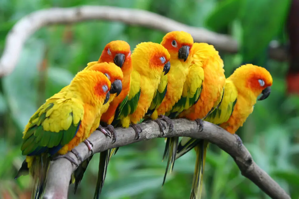 Sun conures on a branch in the wild