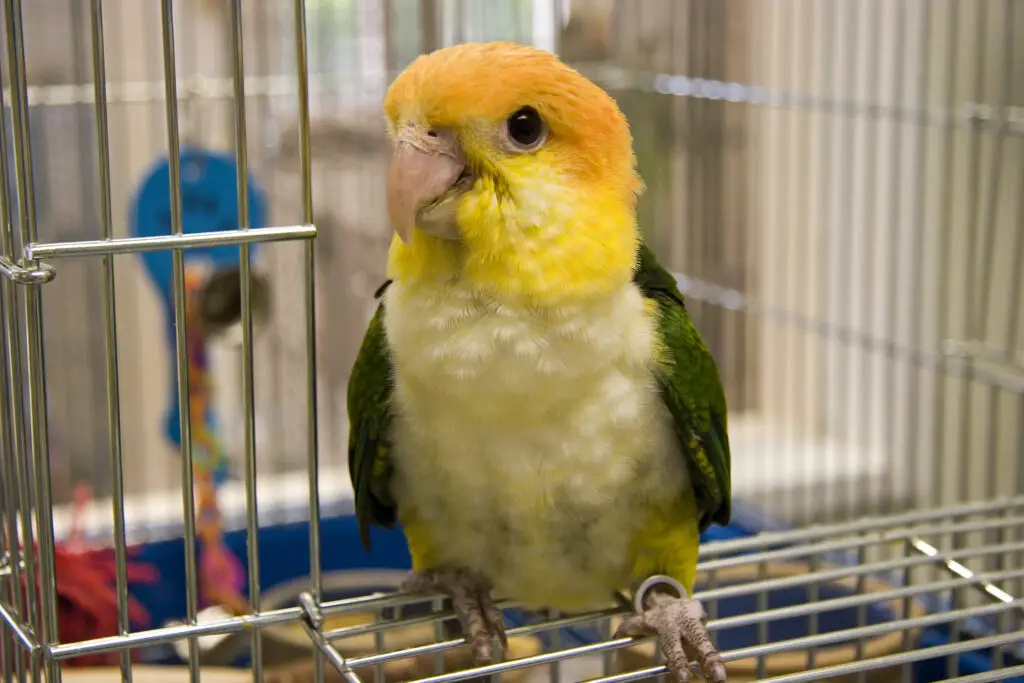 white-bellied caique outside his/her cage