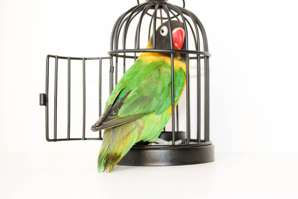 Parrot in a cage