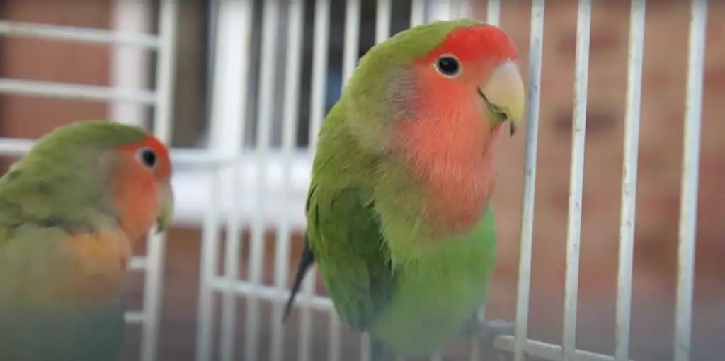 Lovebird in a cage