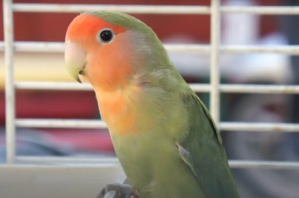 Lovebird in a cage1