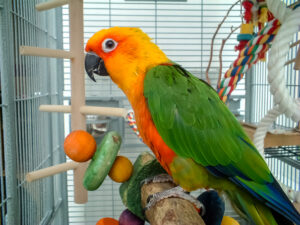 Jenday Conure in a cage