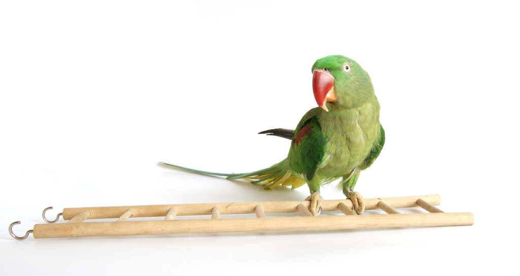 Alexandrine Parrot