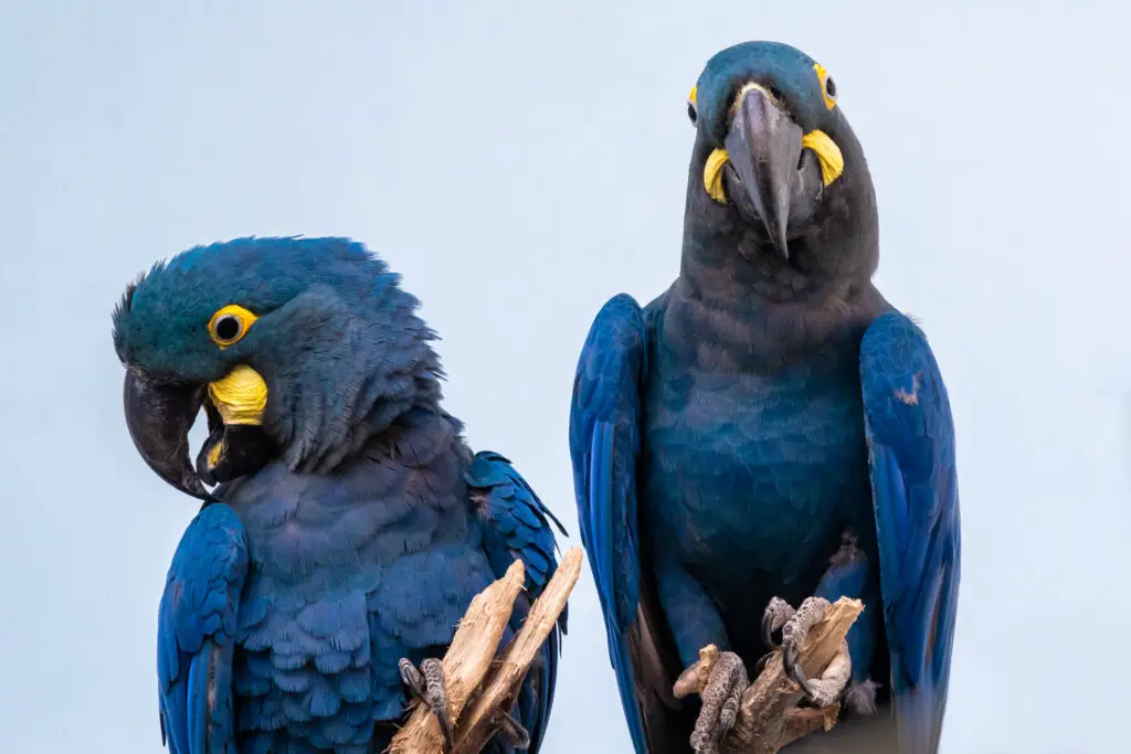 Lear's macaw perched on a branch in the wild