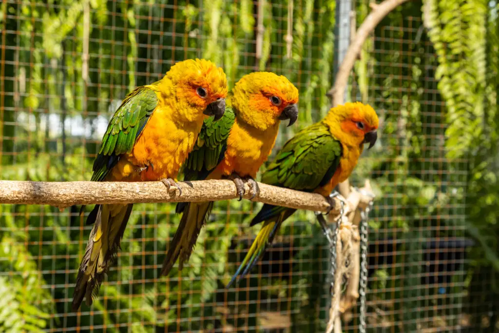 Jenday conure