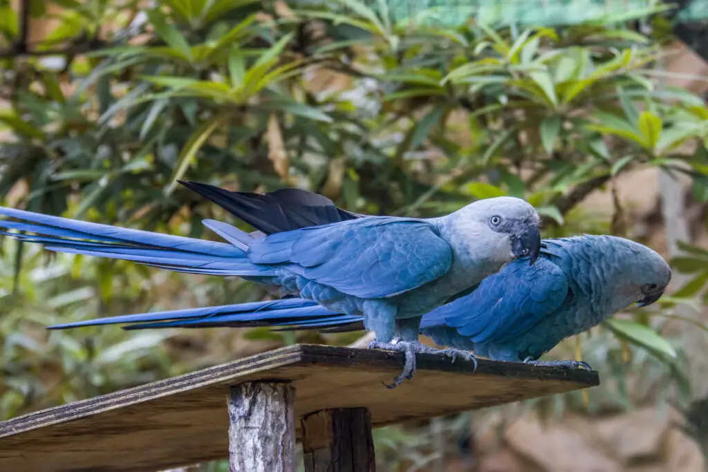 Spix's Macaw perched with a friend