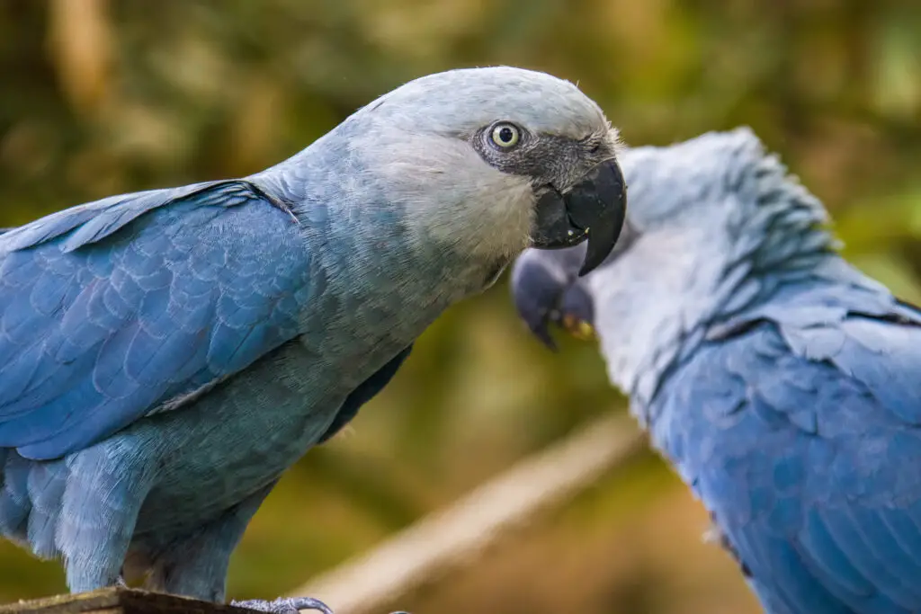 Spix's Macaw