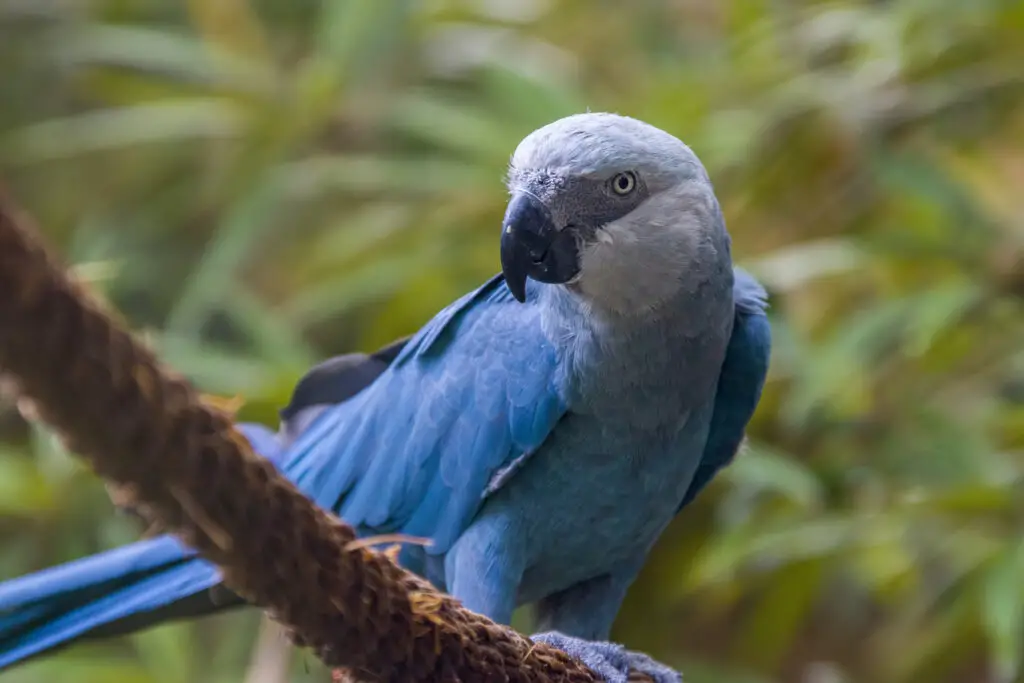 Spix's Macaw