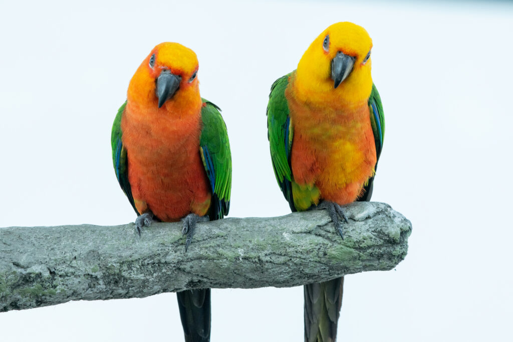 two jenday conure