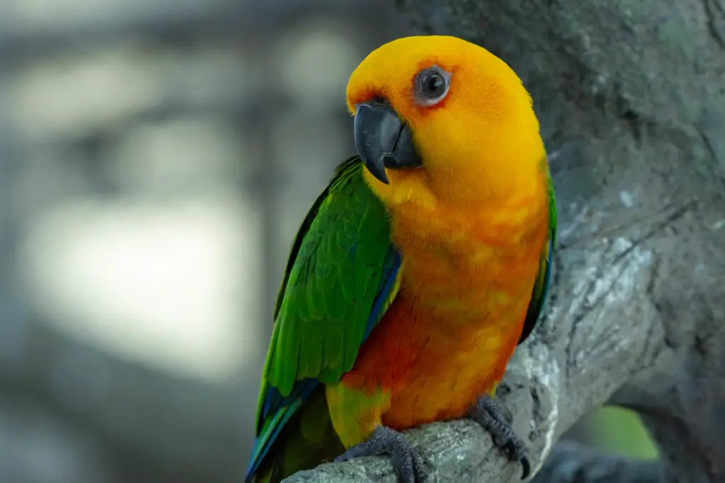 jenday conure