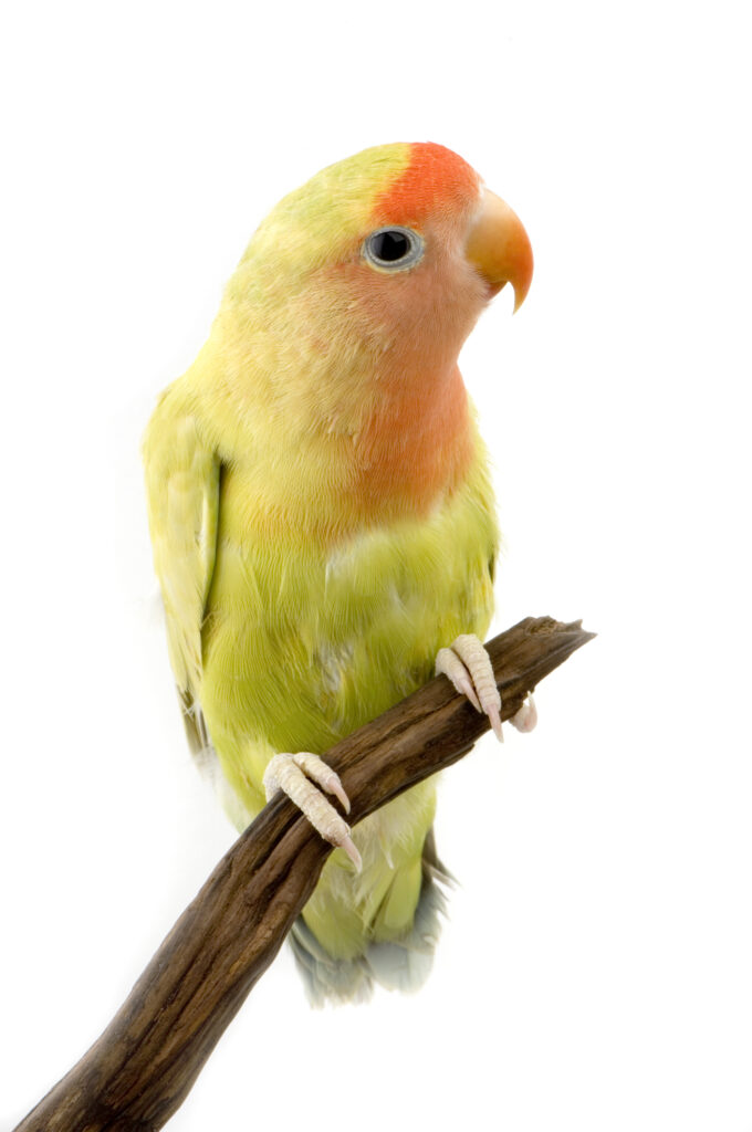 Lovebird perched on a stick