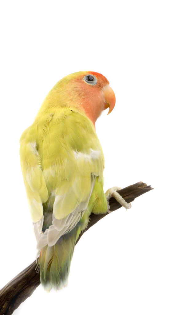 Lovebird