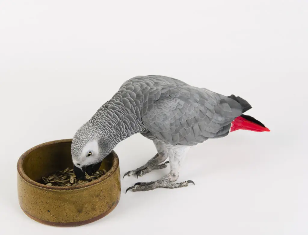 African grey parrot eating