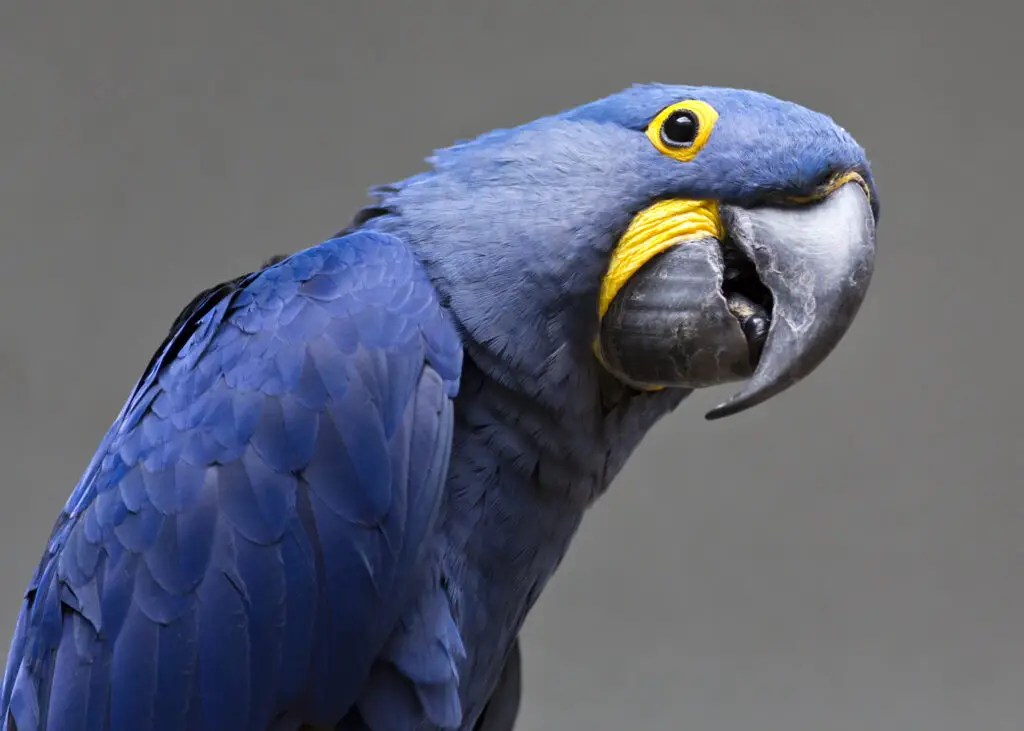 Hyacinth macaw looking at the camera awkwardly