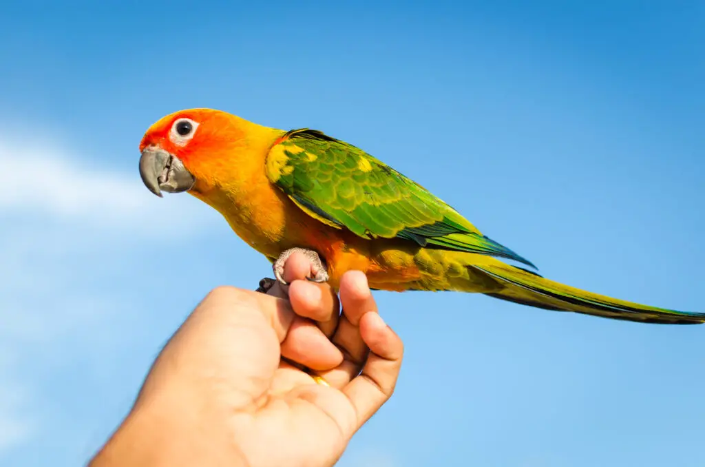 Sun Conure on a persons hand