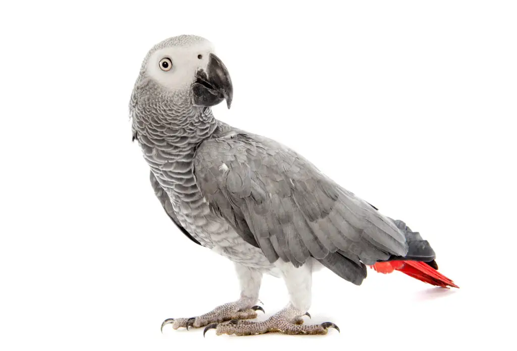 African grey parrot