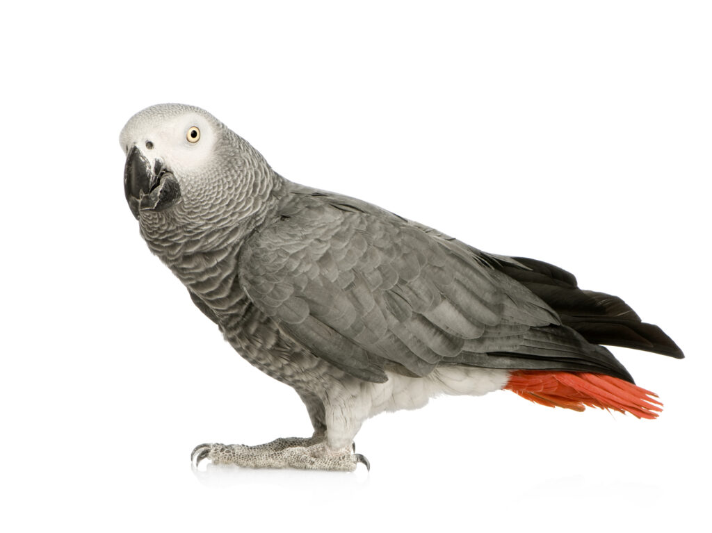 African grey parrot on a white background
