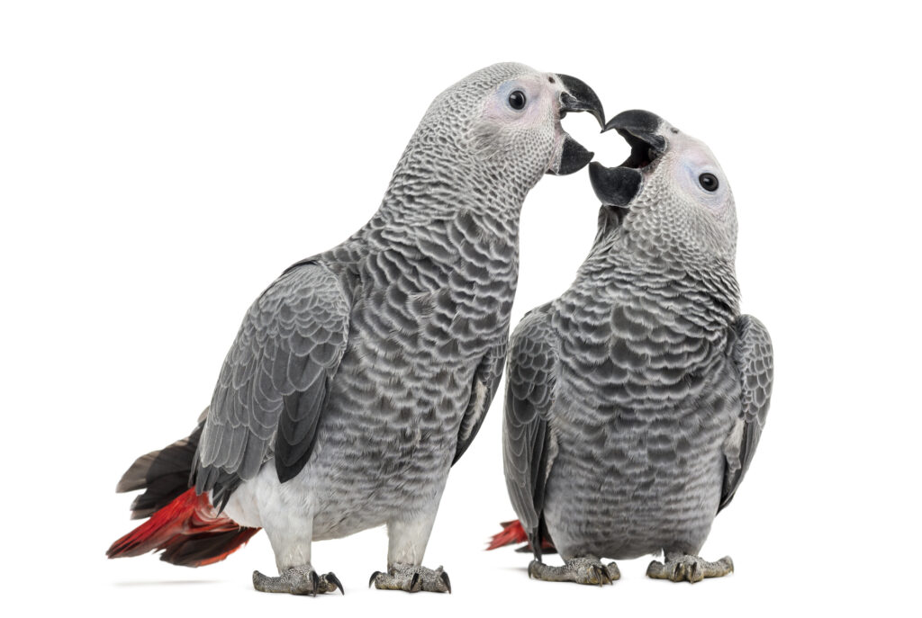 Two African grey parrots showing affection
